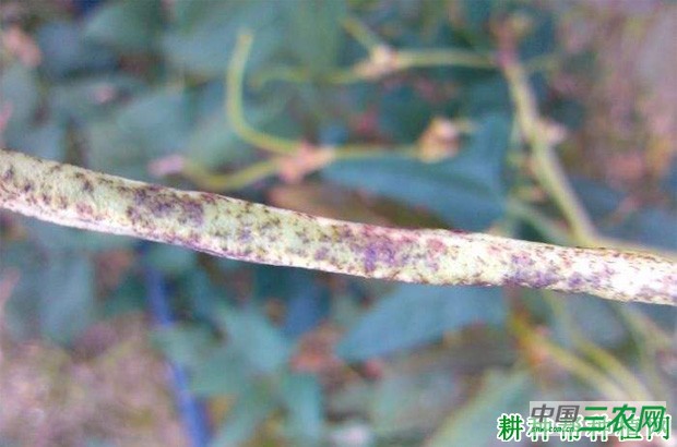 四季豆锈病如何防治？