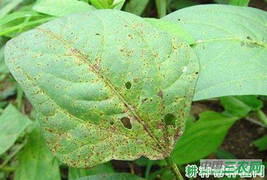 四季豆锈病如何防治？