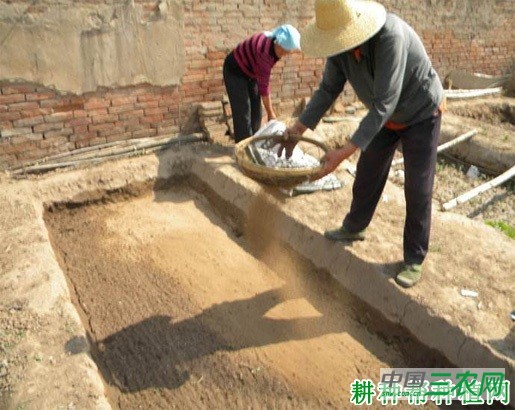 芥蓝如何育苗？