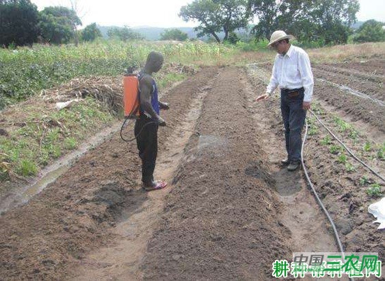 芥蓝如何育苗？