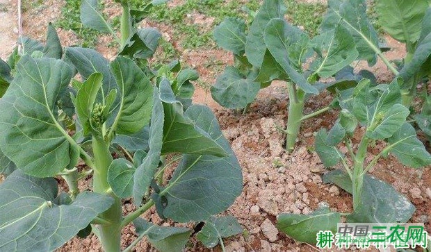 芥蓝的产地是哪里？