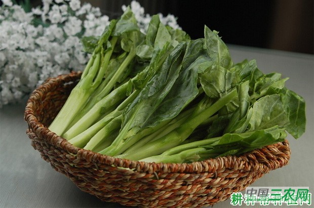 吃芥蓝有什么好处? 吃芥蓝有什么好处?