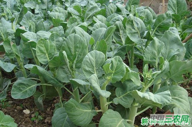 芥蓝品种如何选择？