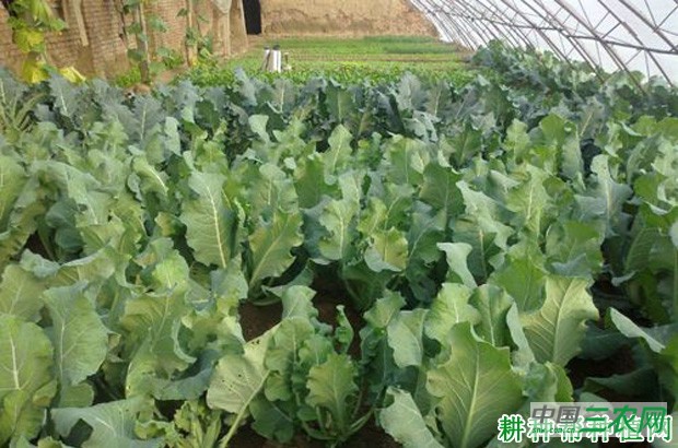 芥蓝什么时候种植？