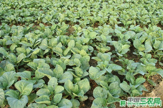 芥蓝什么时候种植？