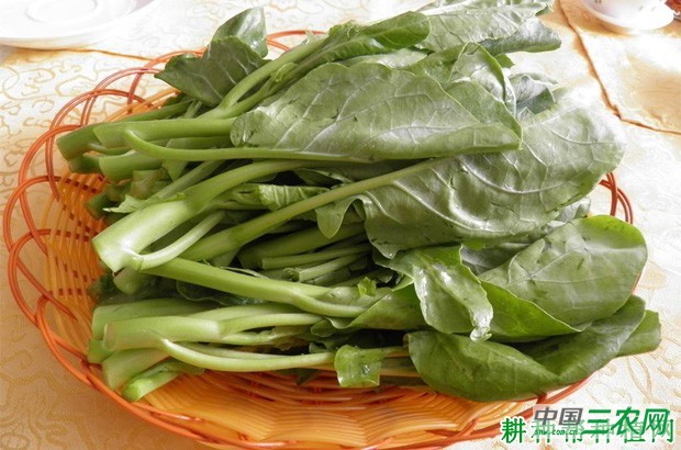 芥蓝有哪些功效与作用? 芥蓝有哪些功效与作用?