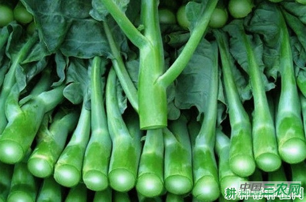 芥蓝有哪些营养成分？