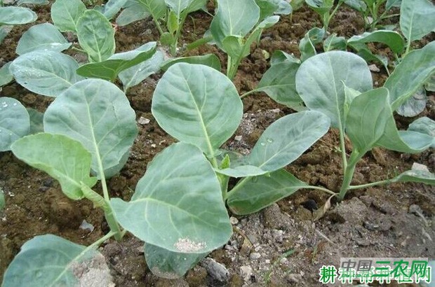 怎么样的环境适宜种植芥蓝? 怎么样的环境适宜种植芥蓝?