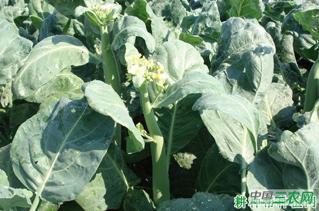 怎么样的环境适宜种植芥蓝? 怎么样的环境适宜种植芥蓝?