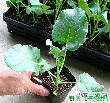 春季露地花椰菜（花菜、菜花）如何种植？