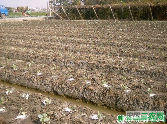 春季露地花椰菜（花菜、菜花）如何种植？
