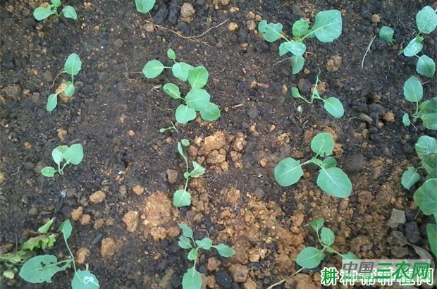 芥蓝生长过程是怎么样？