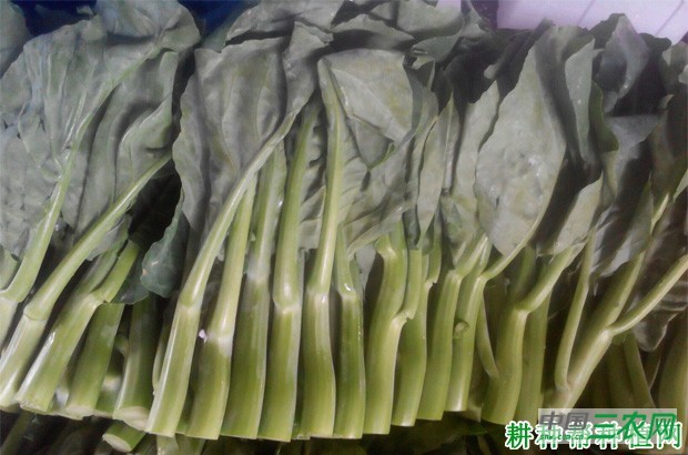 芥蓝如何贮运? 芥蓝如何贮运?