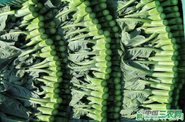 芥蓝如何贮运? 芥蓝如何贮运?