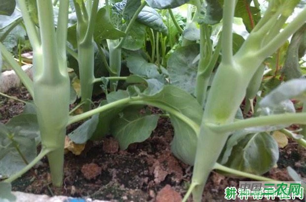 种植芥蓝如何采收? 种植芥蓝如何采收?