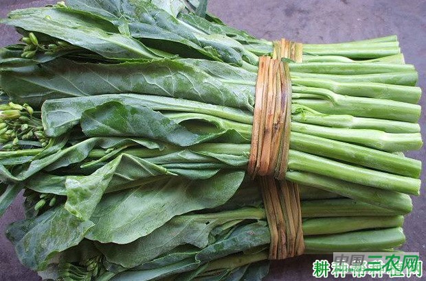 种植芥蓝如何采收? 种植芥蓝如何采收?