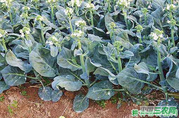 种植芥蓝如何浇水? 种植芥蓝如何浇水?