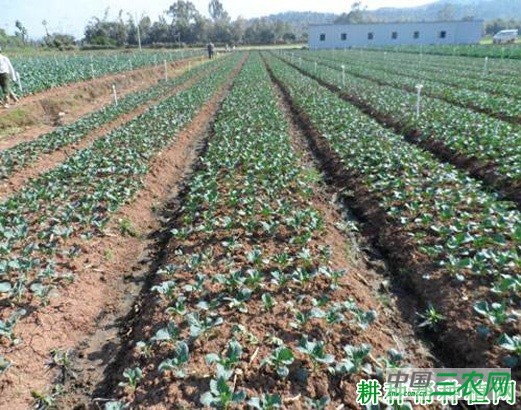 种植芥蓝如何浇水? 种植芥蓝如何浇水?