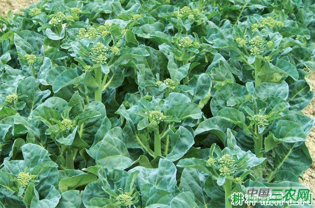 四季芥蓝如何种植？