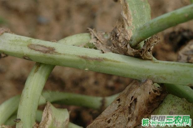 豌豆炭疽病如何防治? 豌豆炭疽病如何防治?