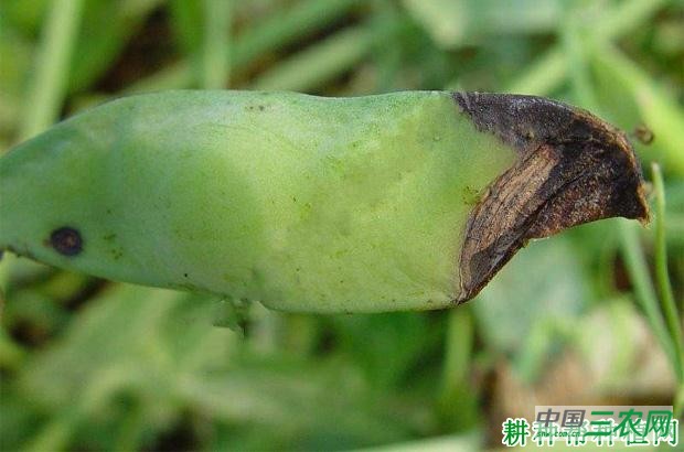 豌豆炭疽病如何防治? 豌豆炭疽病如何防治?