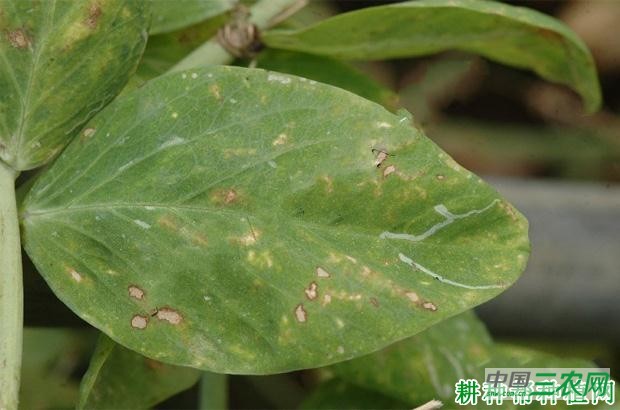 豌豆炭疽病如何防治? 豌豆炭疽病如何防治?