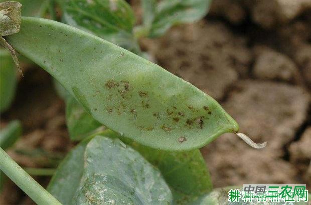豌豆炭疽病如何防治? 豌豆炭疽病如何防治?