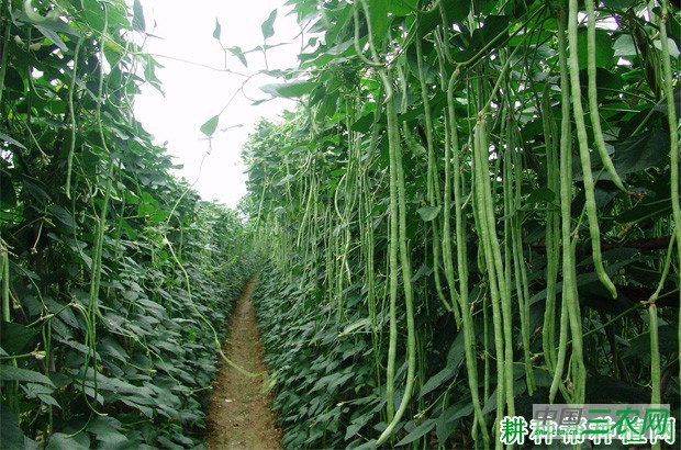 绿豇1号豆角品种好不好? 绿豇1号豆角品种好不好?