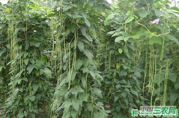 绿豇1号豆角品种好不好? 绿豇1号豆角品种好不好?