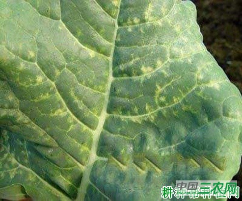 四季芥蓝如何种植？