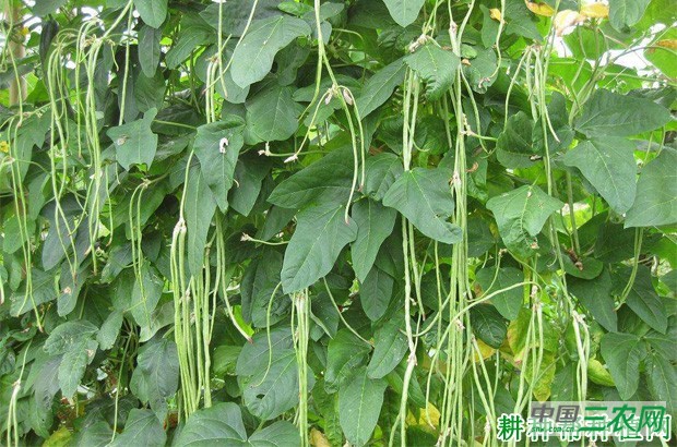 赣蝶3号豆角品种好不好？