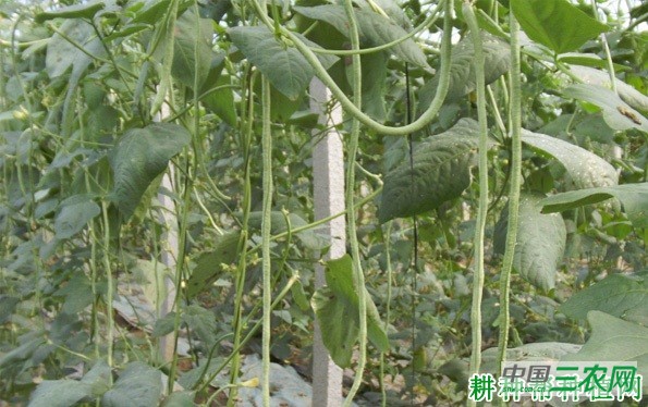 赣蝶1号豆角品种好不好? 赣蝶1号豆角品种好不好?