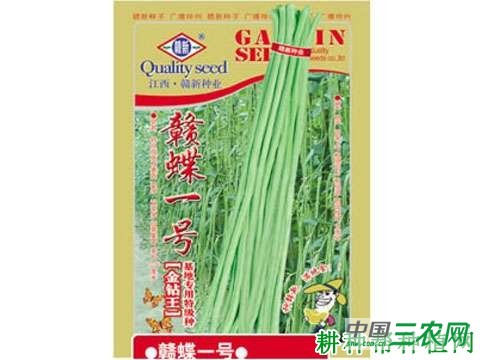 赣蝶1号豆角品种好不好? 赣蝶1号豆角品种好不好?