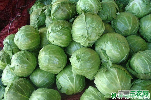 吃甘蓝有哪些功效与作用？