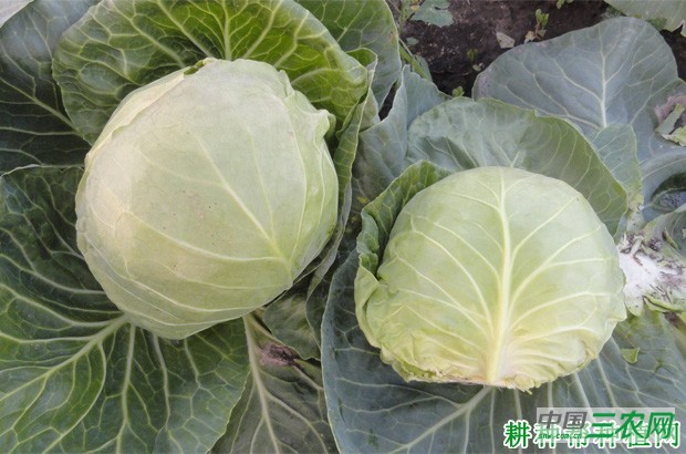 吃甘蓝有哪些功效与作用？