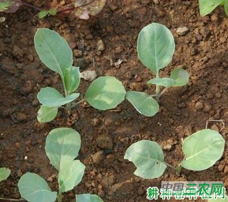 保护地芥蓝如何种植? 保护地芥蓝如何种植?