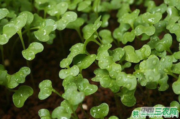 保护地芥蓝如何种植? 保护地芥蓝如何种植?