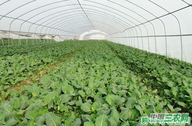 保护地芥蓝如何种植? 保护地芥蓝如何种植?