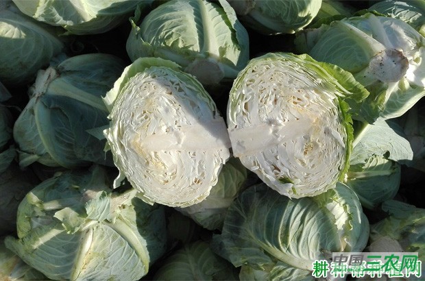 甘蓝有哪些药用价值? 甘蓝有哪些药用价值?