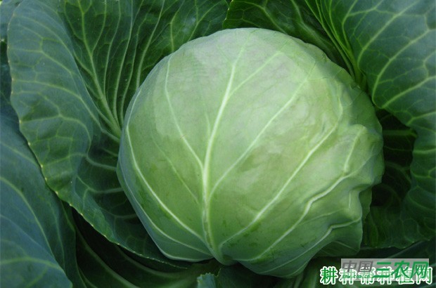 甘蓝有哪些药用价值? 甘蓝有哪些药用价值?