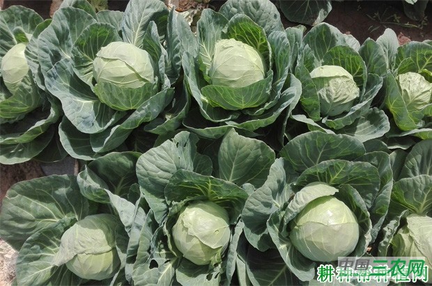 甘蓝有哪些药用价值? 甘蓝有哪些药用价值?