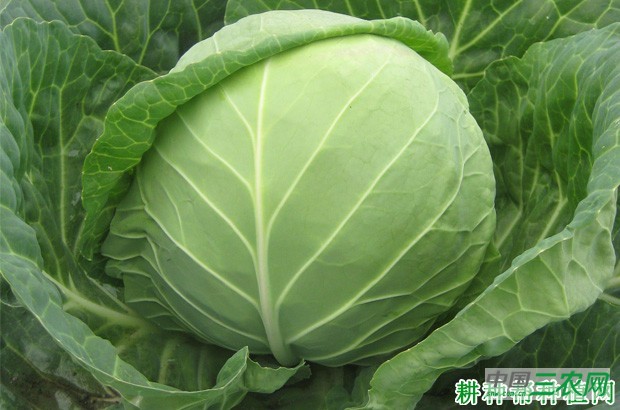 甘蓝有哪些药用价值? 甘蓝有哪些药用价值?