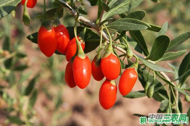 宁杞7号枸杞品种好不好? 宁杞7号枸杞品种好不好?