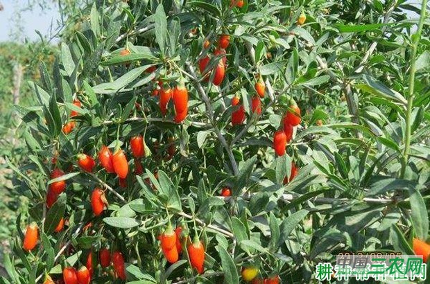 宁杞7号枸杞品种好不好? 宁杞7号枸杞品种好不好?