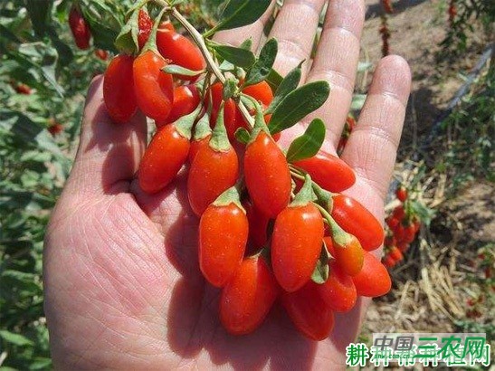 宁杞7号枸杞品种好不好? 宁杞7号枸杞品种好不好?