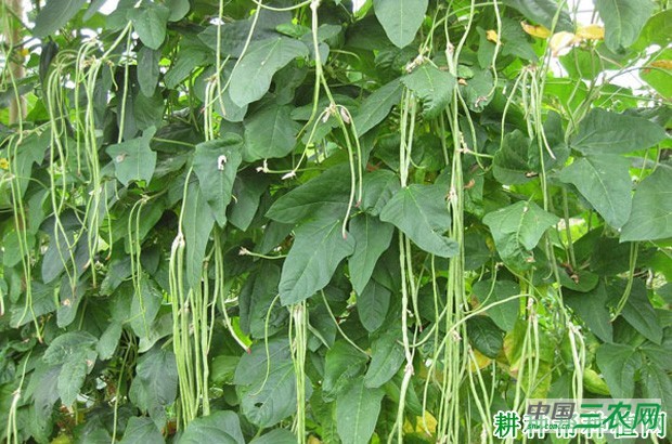 华赣绿秀豆角品种好不好? 华赣绿秀豆角品种好不好?