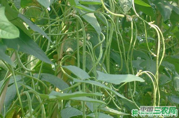 华赣绿秀豆角品种好不好? 华赣绿秀豆角品种好不好?