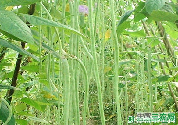 华赣绿秀豆角品种好不好? 华赣绿秀豆角品种好不好?