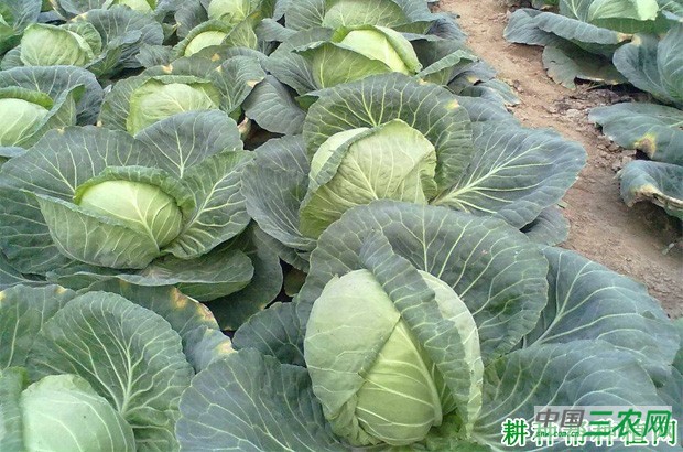 甘蓝的原产地是哪里? 甘蓝的原产地是哪里?