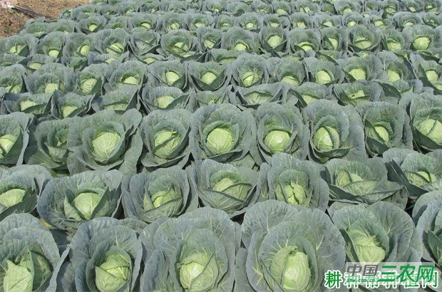 甘蓝的原产地是哪里? 甘蓝的原产地是哪里?